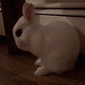 Cute Bunny GIF - Cute Bunny - Discover & Share GIFs