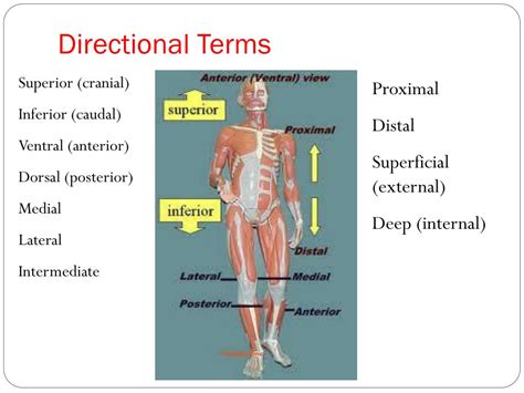 PPT - Human Anatomy And Physiology I PowerPoint Presentation, free ...