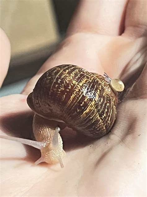 baby snail :) : r/snails