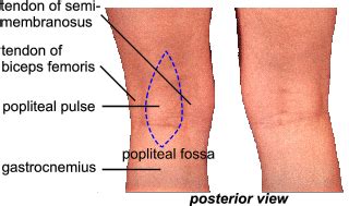 Popliteal Pulse