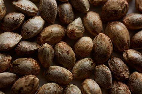 How to Harvest Cannabis Seeds: A Complete Guide to Seed Collection ...