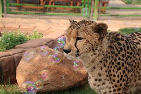 South Africa Zoo Medicine - Loop Abroad - Veterinary Service and Study Abroad