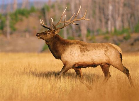 Elk Animal