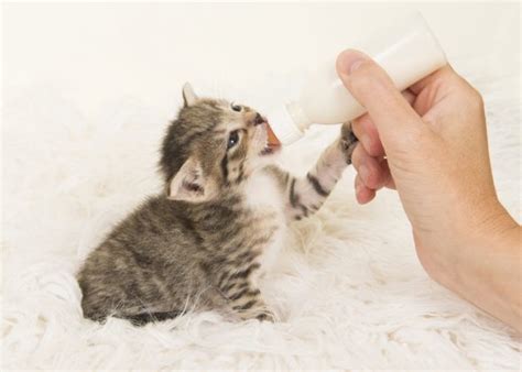 Kitten’s Development in the First Six Weeks – Top Dog Tips