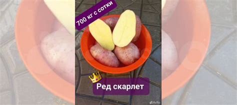 Картофель семенной Сынок Сарпо Мира Скарб Розара купить в Иваново ...