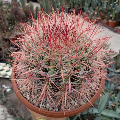 Ferocactus stainesii v. pilosus Mexiko, San Luis Potosi - Uhlig Kakteen ...