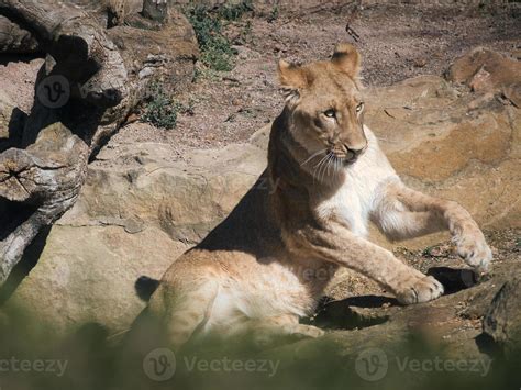 joven leona acostada sobre una piedra con vista al espectador. foto ...