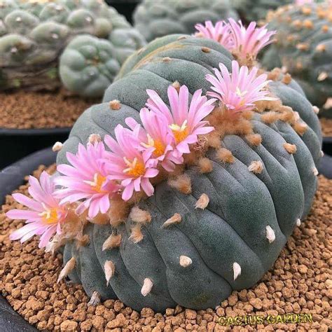 CACTUS | CharlieLady