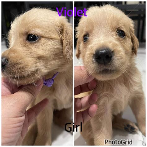 PURE GOLDEN RETRIEVER - Pet Finder Philippines - Buy and Sell Pets Online