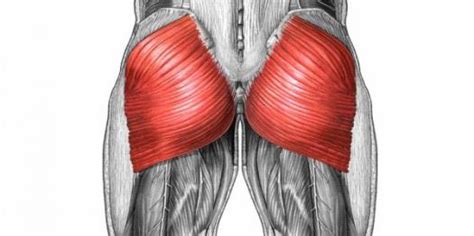 Guess The Muscle Quiz | Attempts: 826 - Trivia & Questions