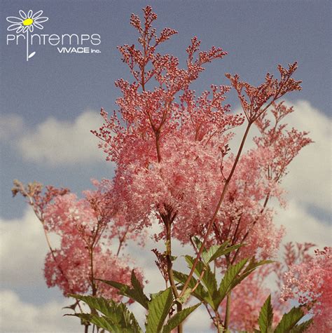 Filipendula Rubra Venusta Magnifica - Printemps Vivace.Inc