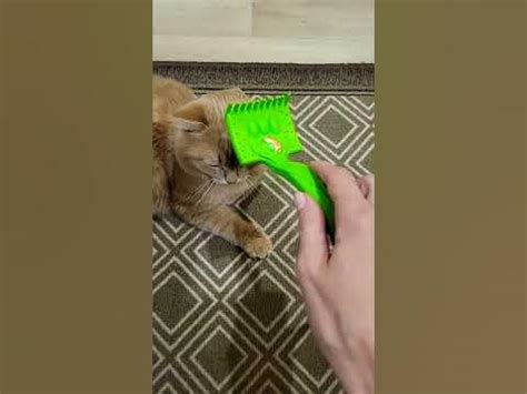 Персик🍑😸и массаж - YouTube