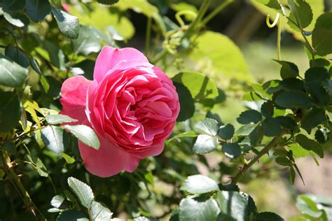 Fotos gratis : paisaje, naturaleza, pétalo, primavera, botánica, rosado ...