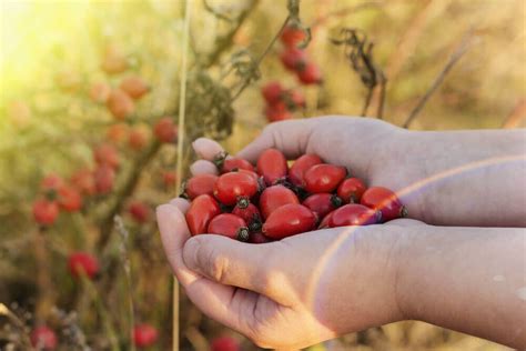 Šipurak - bobice sa čak 50 puta više vitamina C od limuna - Beobašta