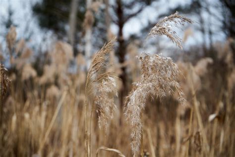 "Wysoka Trawa" Images – Browse 169 Stock Photos, Vectors, and Video ...
