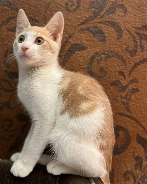 Feral Cat Foundation - If You Find Kittens