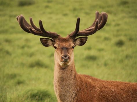 8 Types of Deer: Learn About All of the Major Deer Species - A-Z Animals