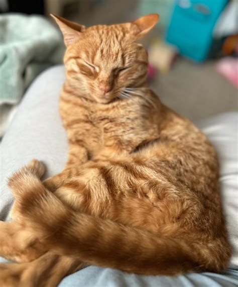 Osteoarthritis in Cats | Aurora Veterinary Clinic