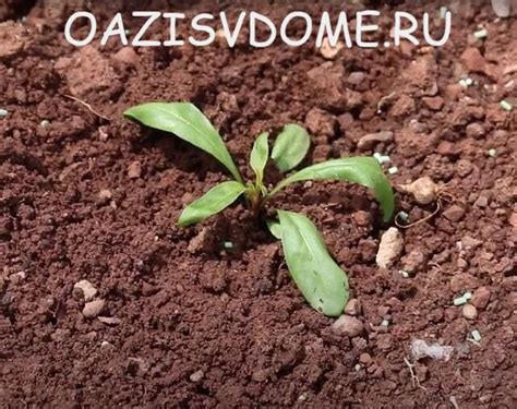 Примула из семян: как и когда сажать в 2024/2025 году на рассаду ...