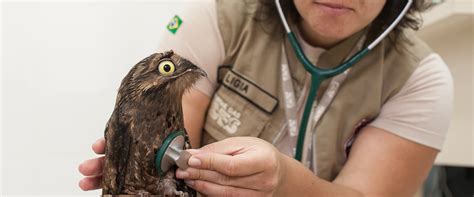 Veterinário De Aves Perto De Mim - 6