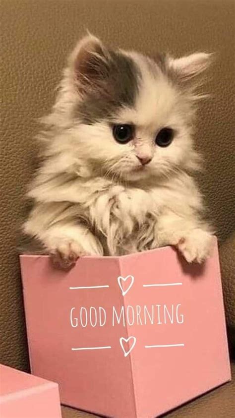 pin  lana signs fliearman  days   week good morning