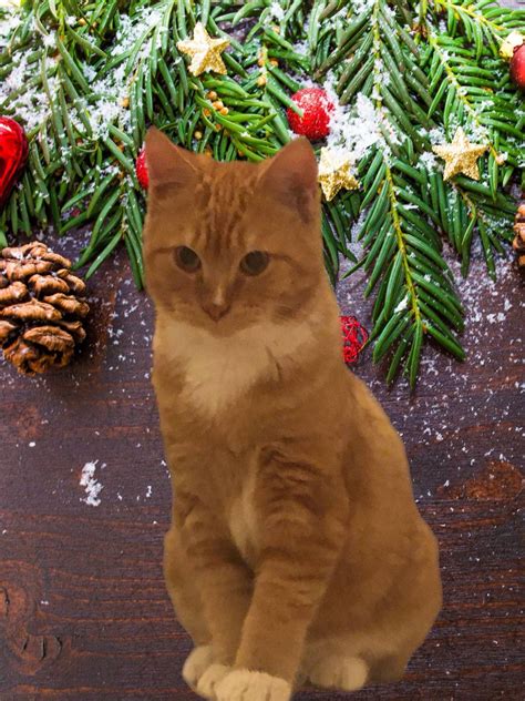 Your Dream Pet Awaits: The Complete Nashville Pets Craigslist Guide Image 1