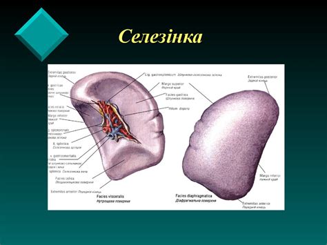 Імунна система. Органи імунної системи - презентация онлайн