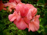 Raritäten Gärtnerei - Garten Jan - Rosenpelargonie - Pelargonium 'Noel ...