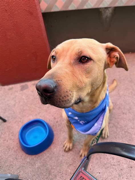 bernalillo county animal shelter 7