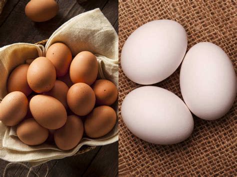 Brown Eggs Vs White Eggs – Which Is Healthier?