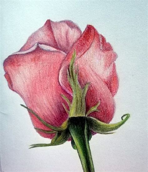 как нарисовать розу поэтапно | Art drawings simple, Prismacolor art ...