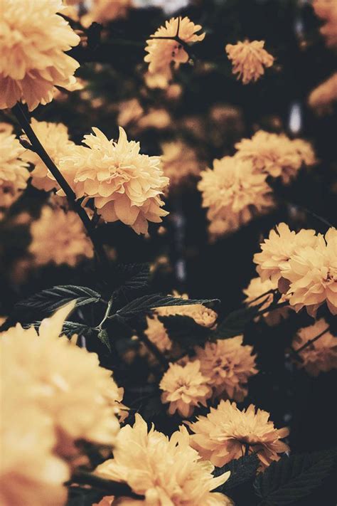 vintage aesthetic wallpapers wallpaperscom