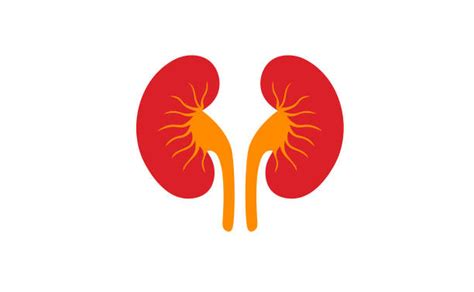 210+ Adrenal Gland Cartoon Stock Illustrations, Royalty-Free Vector Graphics & Clip Art - iStock