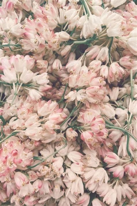 Download Pretty Muted Vintage Flower Aesthetic Wallpaper | Wallpapers.com