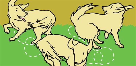 dogs chase  tails  reasons littlethingscom