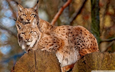 Lynx HD wallpaper | 1920x1200 | #13756