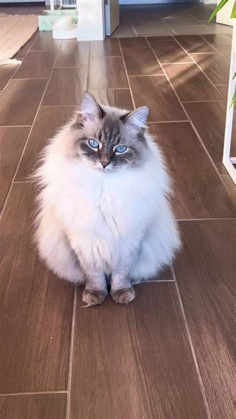 Blue Lynx Point Siberian Cat - Not a Ragdoll!
