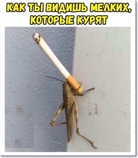 Смешные фото на PAGGY.RU