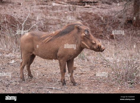 South African wildlife Stock Photo - Alamy