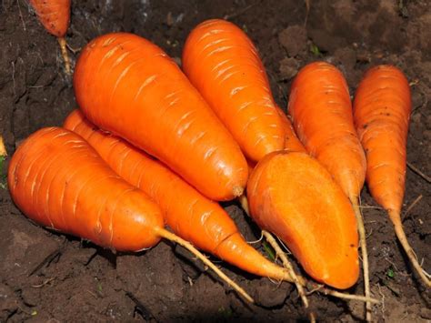 Shantane: descrierea soiului de morcov regal, caracteristici, agrotehnică