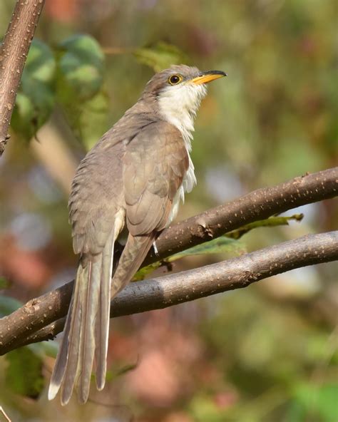 Yellow-billed Cuckoo | Hawk Mountain Sanctuary: Learn Visit Join