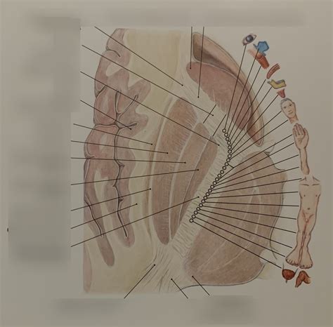 schaubild capsula interna quizlet