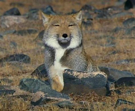 vulpes ferrilata | Tumblr