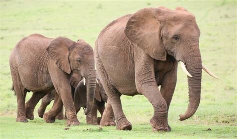 Elephant family Stock Photos, Royalty Free Elephant family Images ...