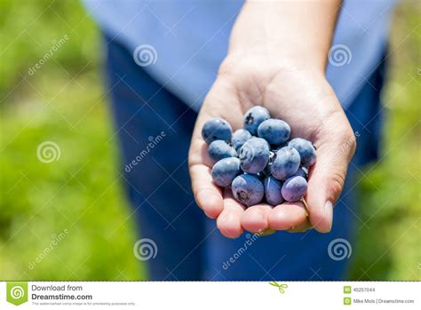handful  blueberries stock photo image  hand green