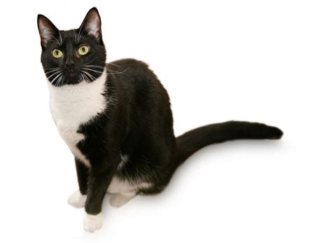 What Breed Is Your Tuxedo Cat? 8 Most Common Breeds