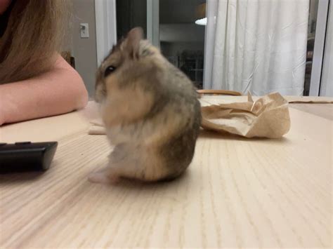 You HAVE to See This Hammy TV Leak Before It's Deleted - k1bjfgy