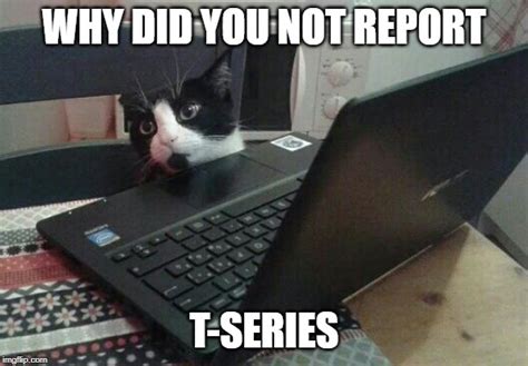 Disappointed Tech Support Cat Memes - Imgflip