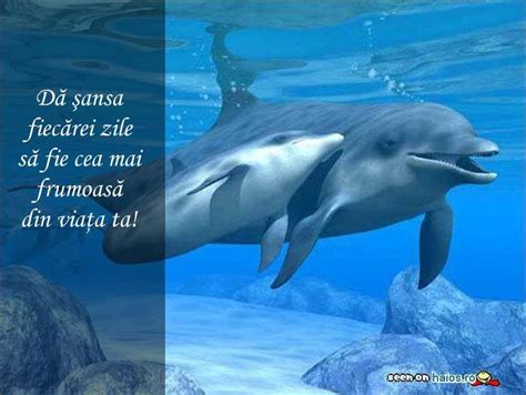 da sansa fiecarei zile sa fie cea mai frumoasa din viata ta mesaje