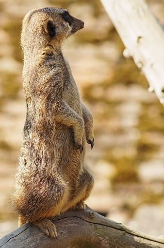 Meerkat Fur Pictures | Download Free Images on Unsplash